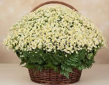 Цветочная композиция из Ромашки в корзине #REPLACE_PRED# Воздвиженке Приморский край